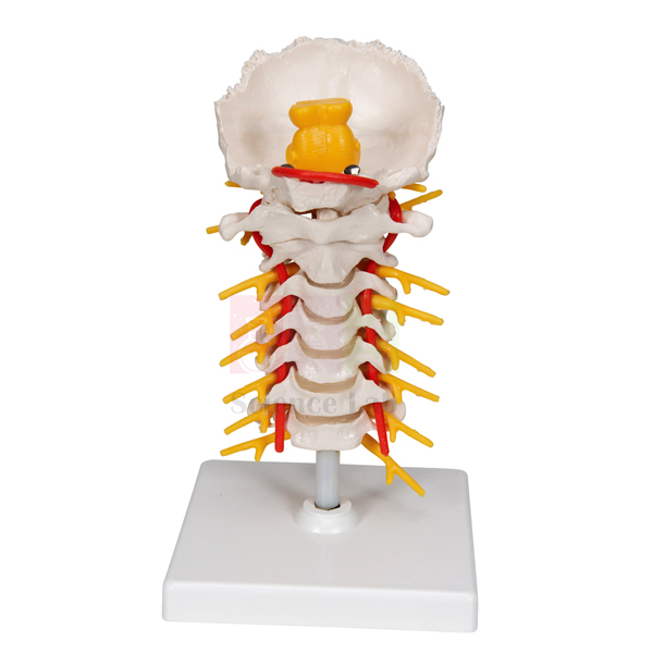 Human Cervical Spinal Column Model